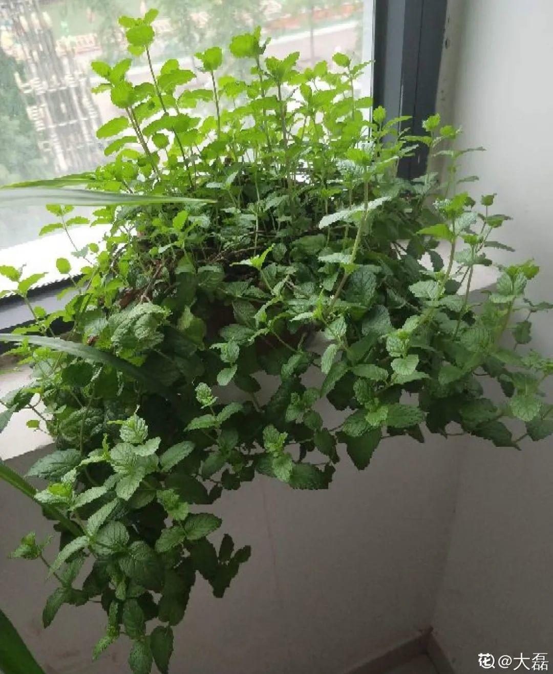 龟背竹是“吸废气”高手,家里放一盆,门窗紧闭也能空气清新!