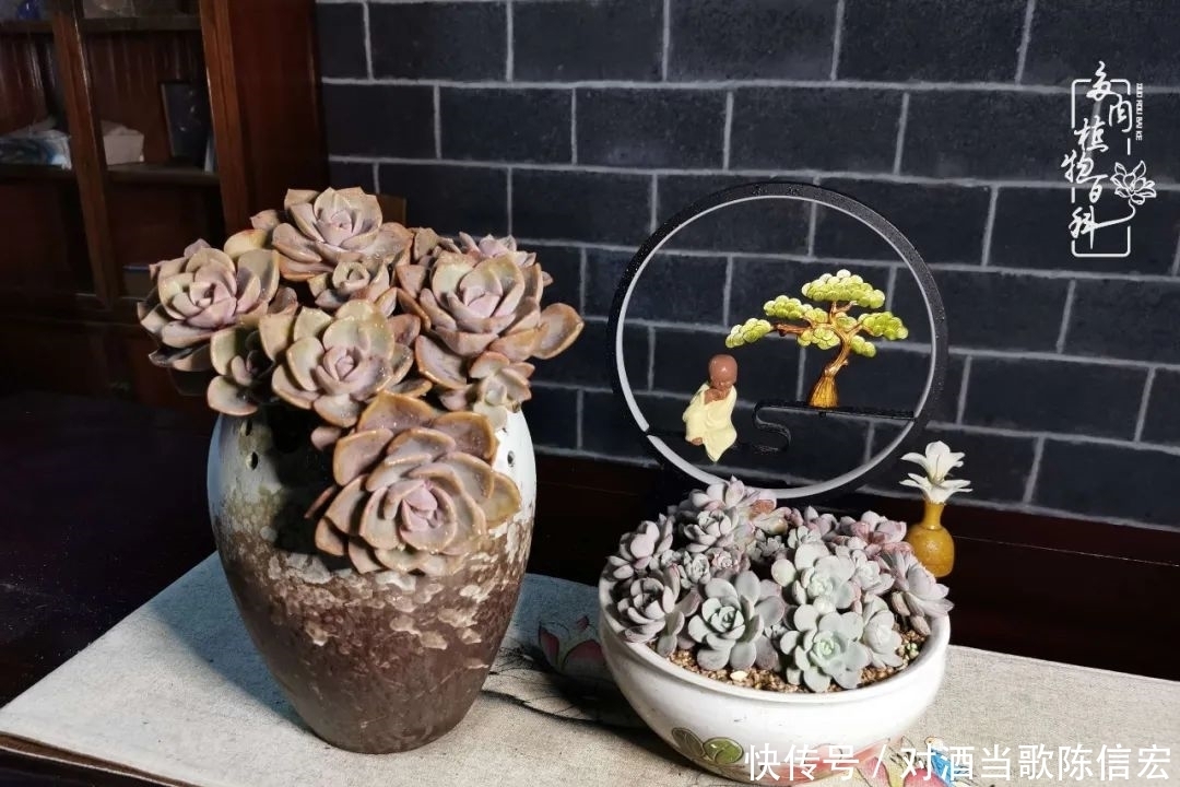 多肉桃花源:别人笑我太疯癫,我笑他人看不穿!