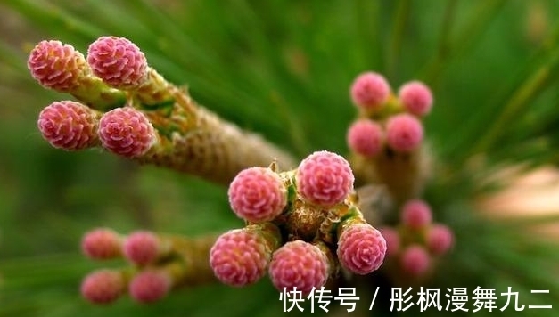 暖阳&你知道这是什么花吗?其实,你家山上就有,只是没有在意