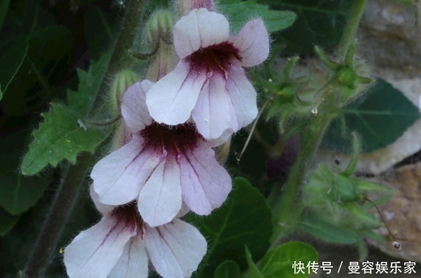 薄荷叶|李时珍说“服后身轻不老”，最好的美容圣品，很多人却当野菜