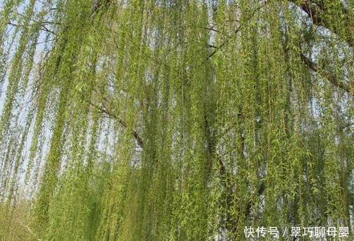 养花|这种天然的“生根剂”,给花浇一点根系壮猛发芽,后悔今天才知道