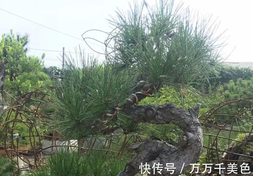 盆景|黑松盆景枝干横展,树冠如伞盖,针叶浓绿,四季常青,树姿古雅