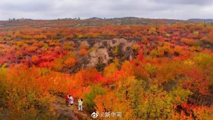 霜降&今日霜降，丹枫如火