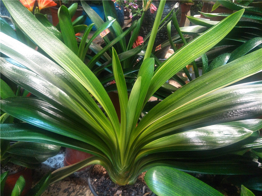 君子兰叶片亮绿,怎么养护才能颜值高,多开花?