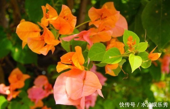 花色|新手养花不如养一盆“橙雀三角梅”,色彩明快,花期长适合盆栽养