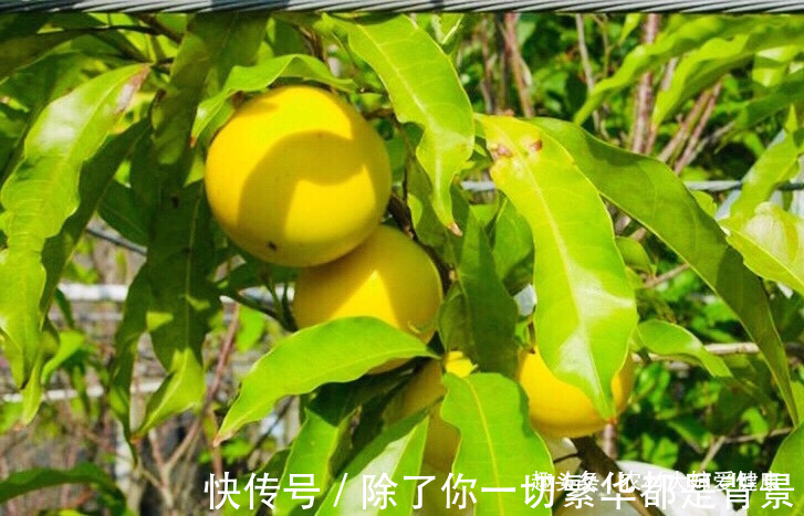 免疫调节|大自然的“补血果”找到了，女性多食，净化血液，防止妇科病