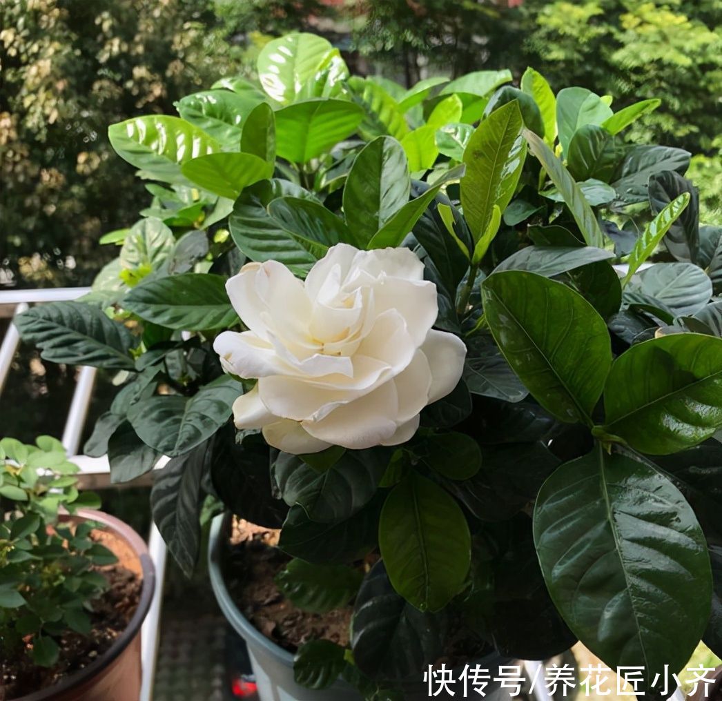 家庭|栀子花不适合家庭养?是你被“坑”了,它很好养,掌握技巧即可