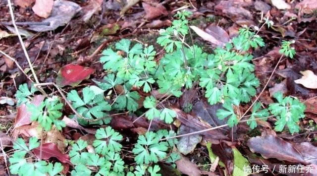 此野草,名为“千年老鼠屎”,请辨认草本,块根840元一斤
