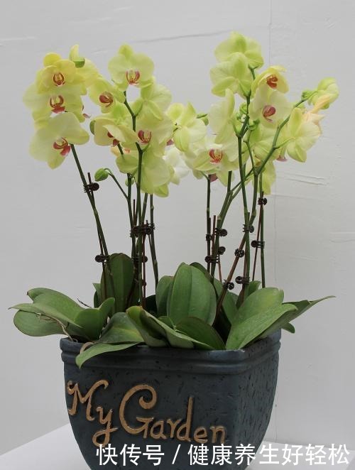 这3种花夏天一定要远离阳台,否则晒几个小时就会枯萎,满盆黄叶!