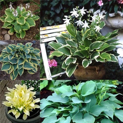 观叶类|她家从不养绿萝,就养4种“颜值花”,叶子比花还好看