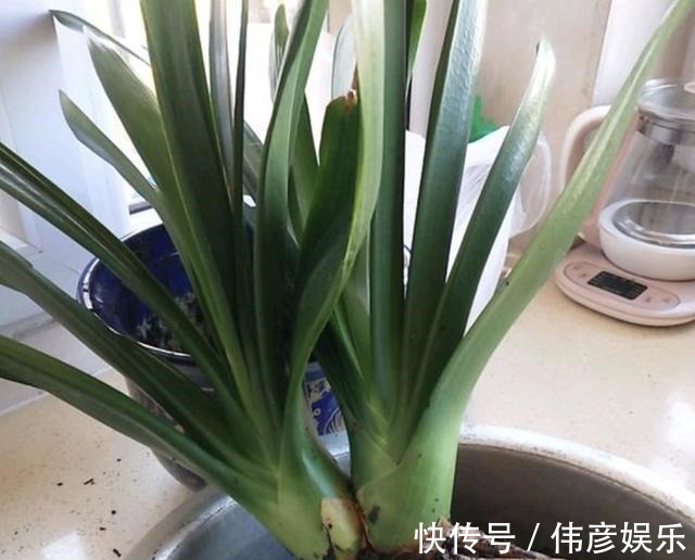 养花肥|什么“养花肥”,都不如“它”,腐熟后浇君子兰、月季,开出花!