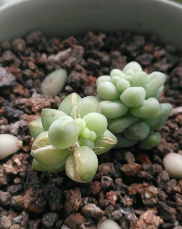 想养一盆“新玉缀多肉”,就学正确繁殖方法,轻松生根,养成功