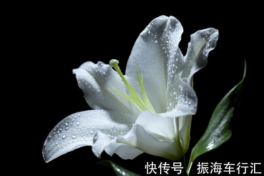 此花为玛利亚的象征,被多个国家视为国花,在中国具有伟大的寓意