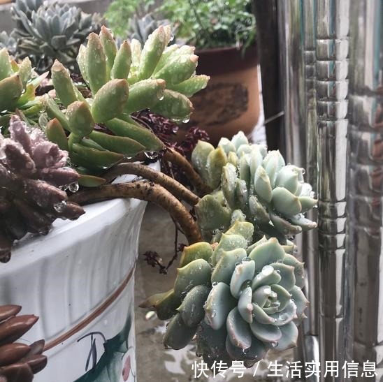 5种超级好养的多肉,如果初次接触多肉,建议不要错过!