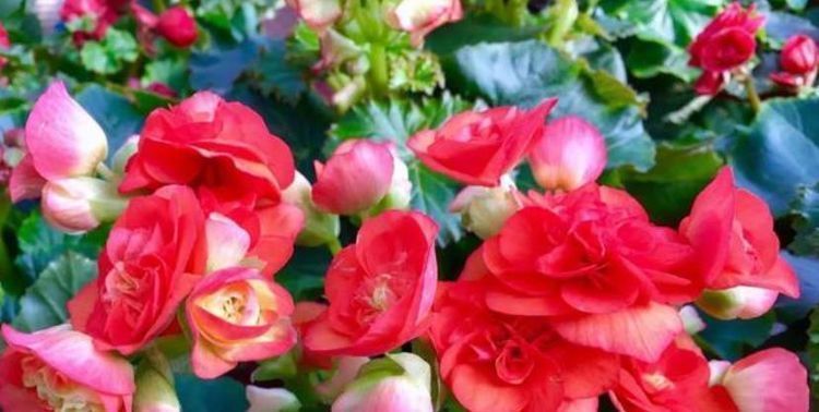 阳台养上4种花,阳台美成花园,漂亮花朵,开的最灿烂