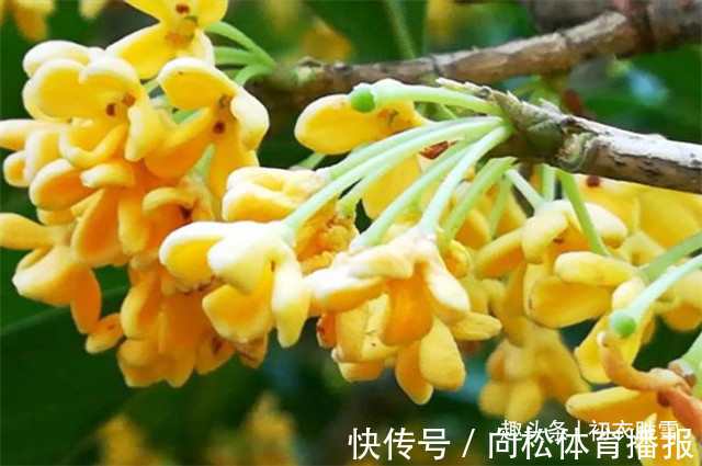 仙花@明丽清新桂花绝句六首:桂不多花细细风,晚秋风物早春诗