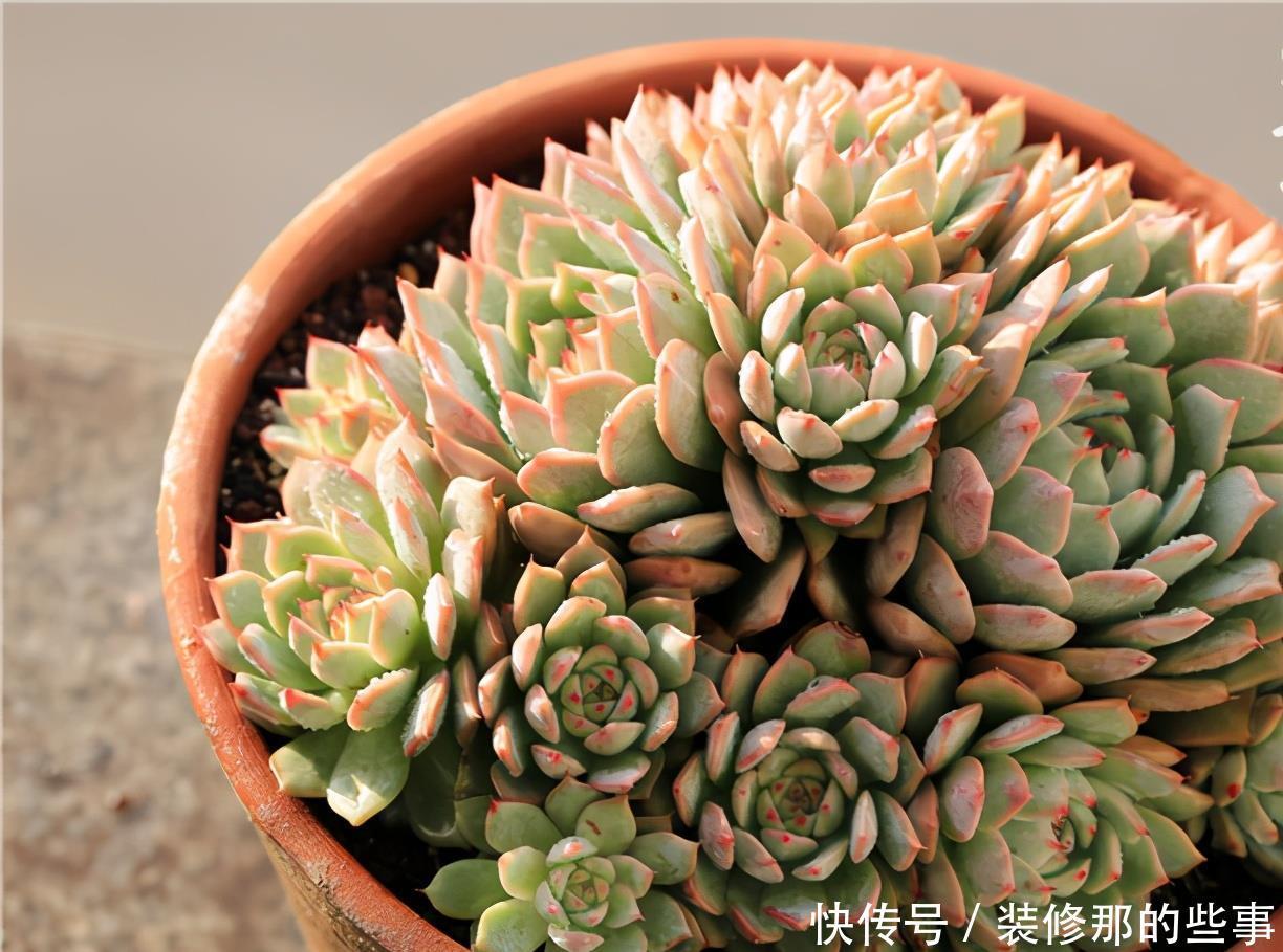 玄月|多肉可以晒太阳吗?注意2点,越晒颜色越好看,顺利出状态