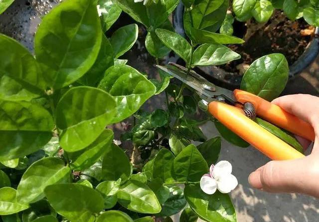 花期|茉莉花的修剪工作分成3个阶段，掌握好修剪技巧，花开满枝头