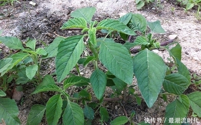 苋菜|农村一种常见杂草，既是天然野菜能吃，也是一味药材能用