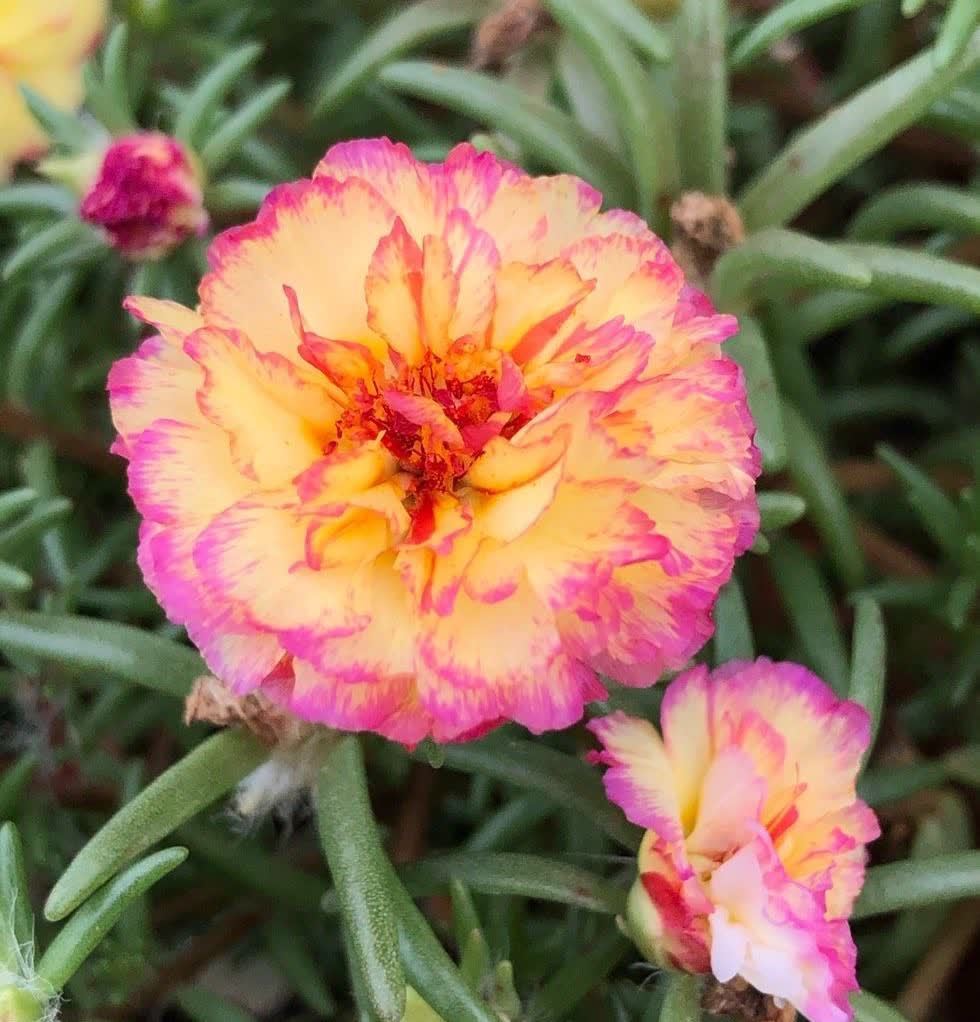 风雨兰风雨兰|集美貌与好养于一身的“3种花”,不怕高温暴晒,三天两头开花