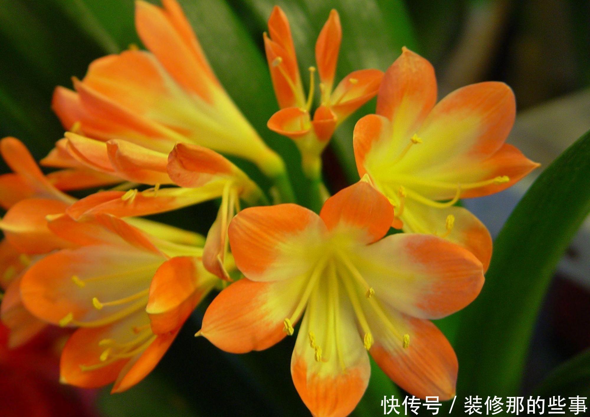 君子兰养护有妙招,盆里加上这些东西,开花很容易