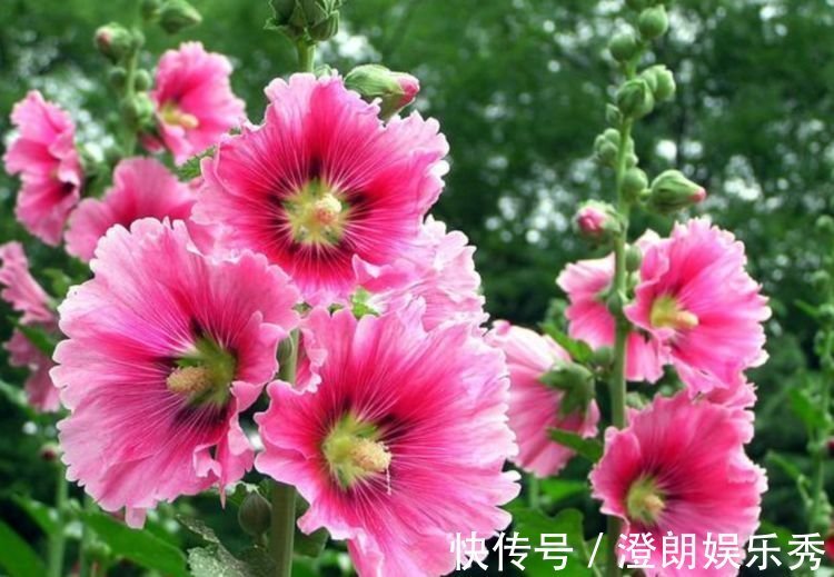 耧斗菜|4种花养家里,人养花,花也养人,花香四溢飘满屋,美