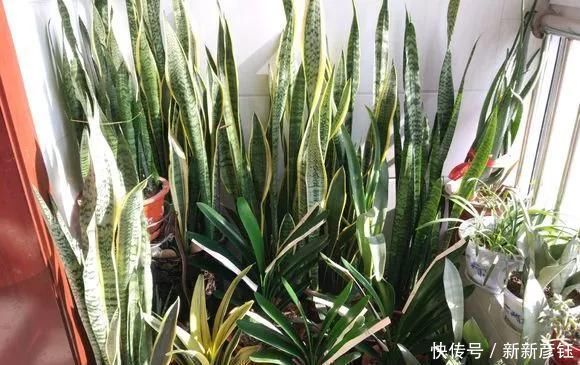 这16种花冬天越浇越死,3个月不管,反而长高个