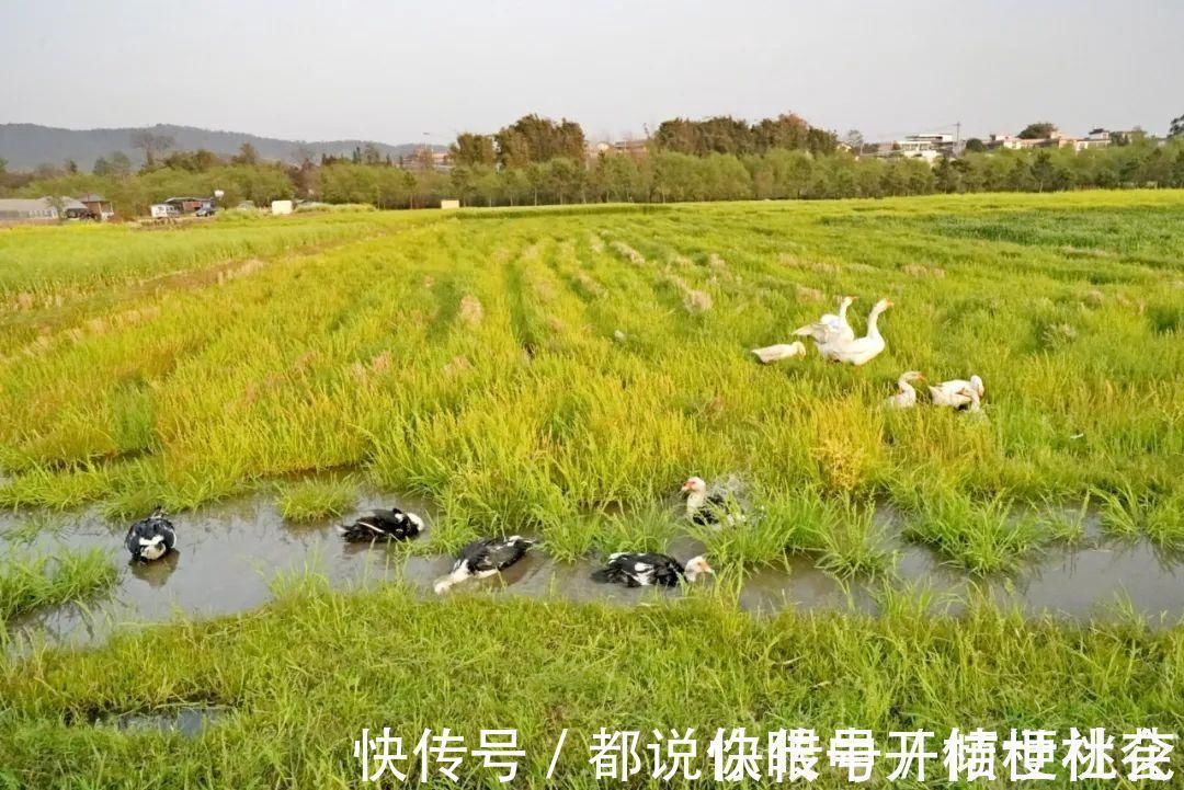 美食|央视《味道》在昌宁寻找原味美食，精彩镜头大集锦上菜咯！