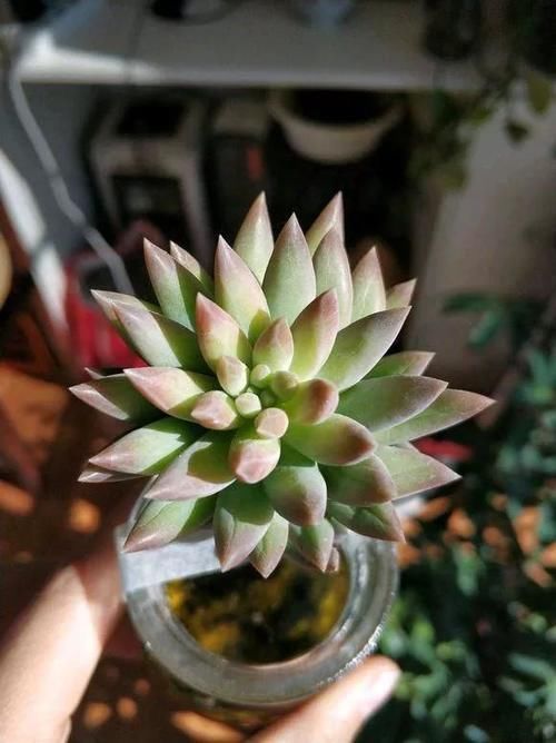 烂根|多肉植物也能水培多肉丢水里反而不烂根,长得还水灵,晶莹剔透