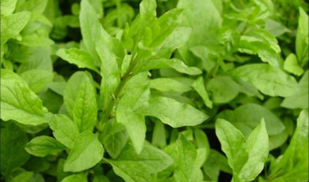 冬天|有钱没钱,冬天都要常吃此物,养肝明目,软化血管,身体棒!