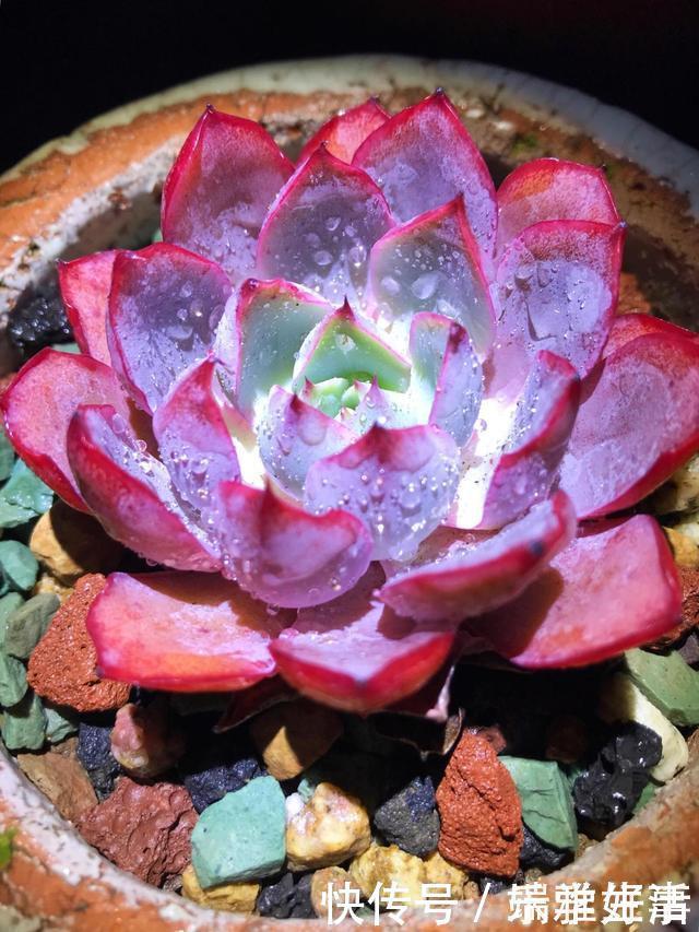 多肉|最萌不过粉色,这10款粉色系多肉,各有各的美,哪种能“粉”到你