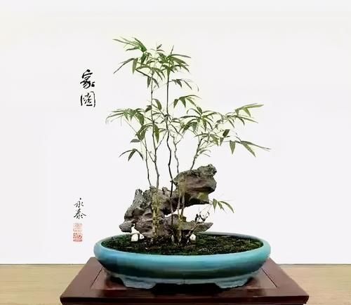 竹子盆景，清新脱俗秀逸有神韵，潇洒挺拔，快来动手制作一盆