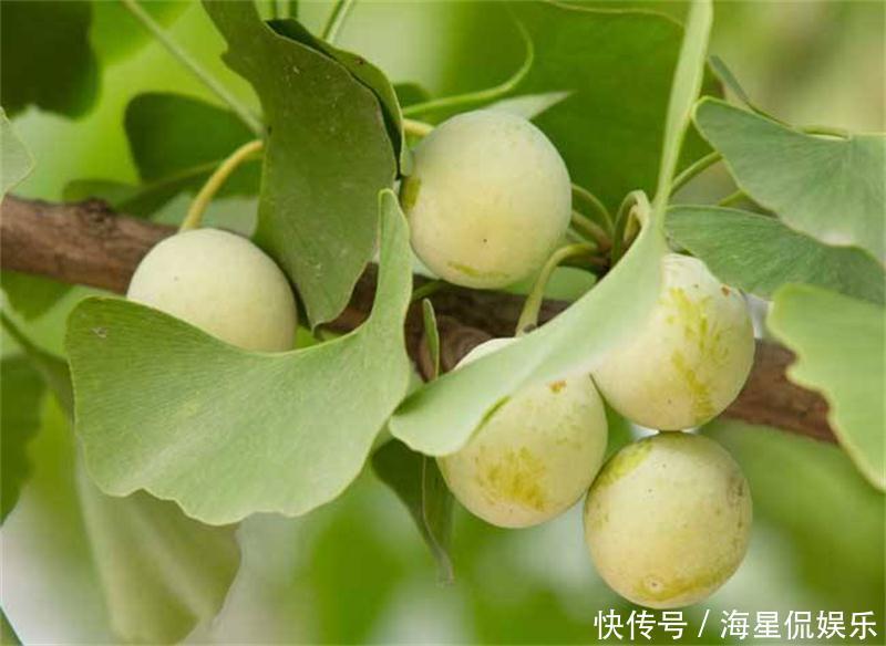 白果|想长寿要会吃,三种食物不可少,养胃健脾,增强免疫力,早吃早好