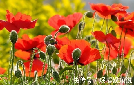 披针形|虞美人又叫丽春花,这种花可以镇咳、止泻、镇痛!中医很重视它