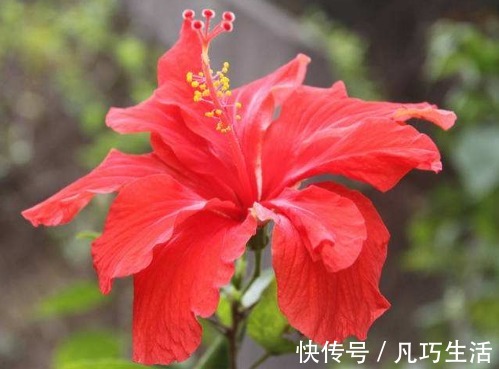 懒人家里养花,此款花卉四季常开,一条藤千朵花,堪称爆盆良才