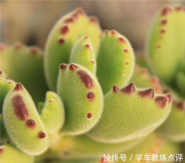 多肉品种多要会“挑”！这5种不能错过，旺福旺运家人也能受益！