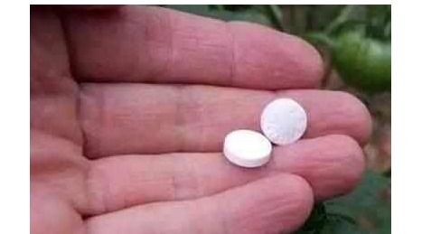 还傻傻给君子兰乱浇水难怪不开花,教你一招花开灿烂又大朵