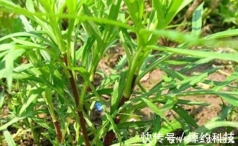 食用价值|农村的''野菜'',四处都能够见到,用它''炒腊肉''风味更佳