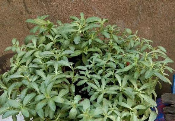 花开败后,手痒剃了个头,剃完就开花,一直剪一直开!