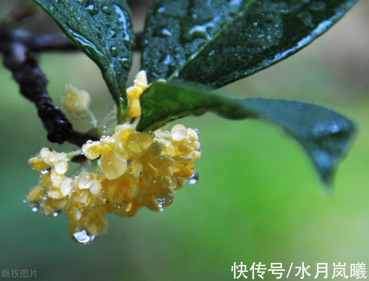 清茶|清秋有梦，雨落成诗，愿有清茶一盏，慢煮流年