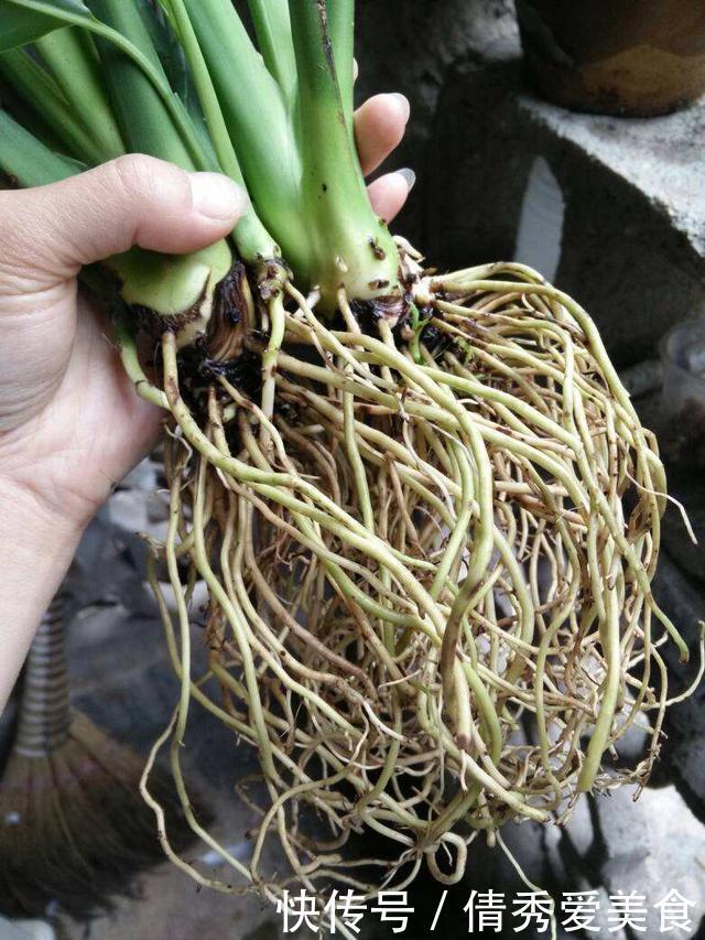 “生根剂”还需要买?路边捡点,直接扔盆里,30天就能看白根!