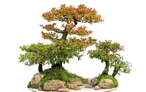 盆景树木叶片太大，3个控叶技巧，让叶片变小，尽显古朴苍老，不学可惜了