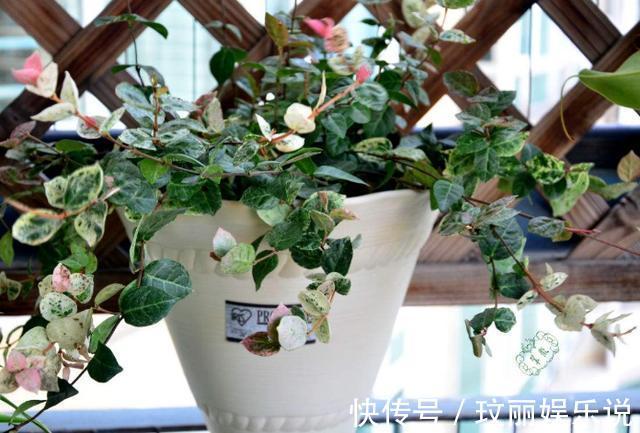 药片过期不知道该怎么处理?养花就用上它们,可一举两得