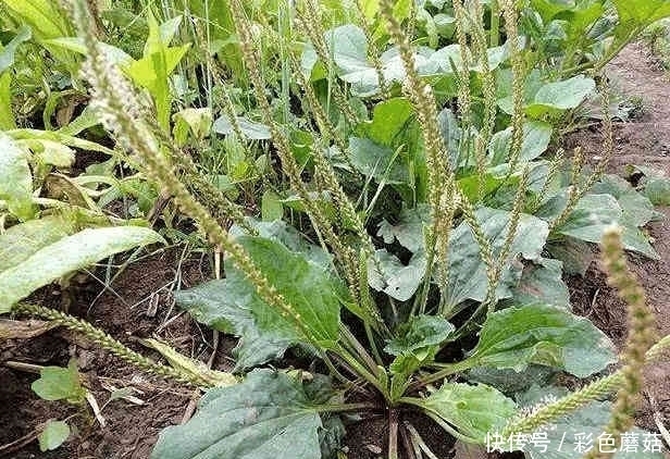 抗衰老|这些农村人见人爱的野菜，营养价值高，还有抗衰老的作用！