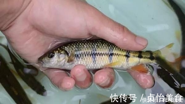 石斑鱼|溪石斑,鱼体虽小价格昂贵,很多钓鱼人根本不懂如何垂钓!