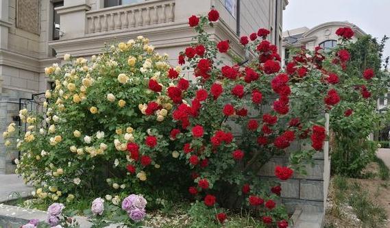 要想月季开爆花，只需4招，来年月季变成绣花球