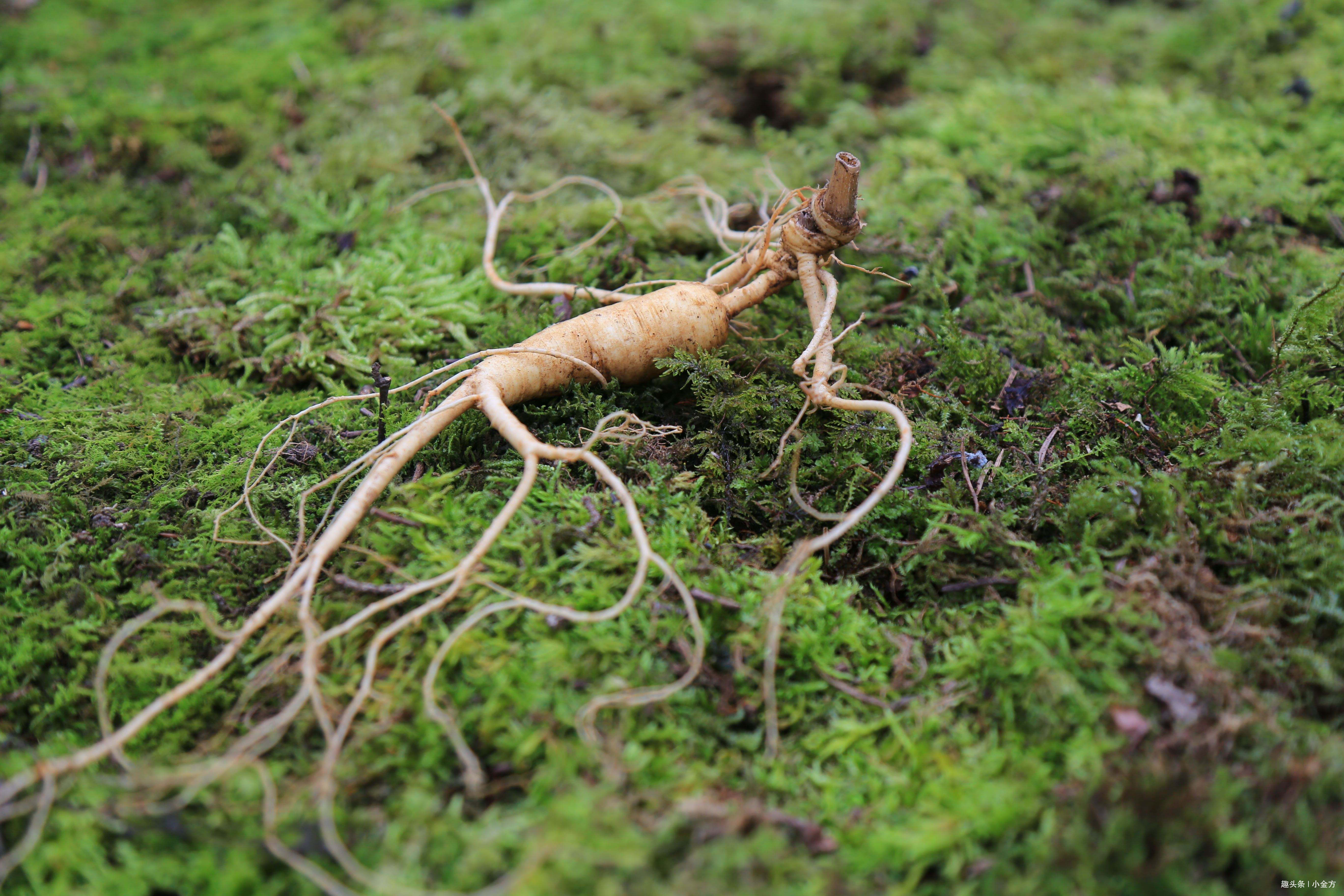 黄芪|“免疫力差,爱生病”中医怎么调理3味药的食疗方,可以改善!