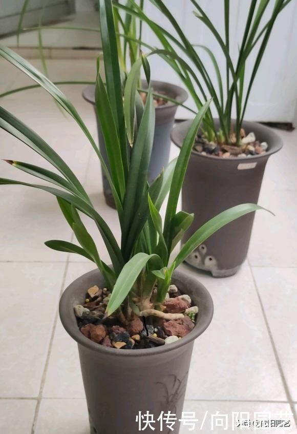 泥炭|兰花也能提盆吗？配好植料，兰花根系疯长，轻松搭配提盆状态