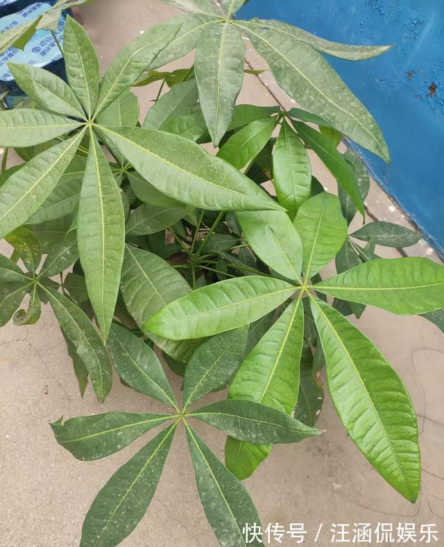 施肥|秋季养发财树，施肥要注意，提前用点“抗冻肥”，植株健壮更耐寒