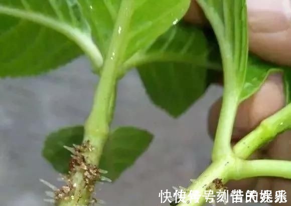 蟹爪兰|养花爱好者看过来这15种花现在“扦插”，生根快，一个周就长芽